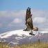 Osprey, Trout, Cairngorm