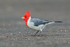 Red-crested Cardinal, Kilauea Point, Kauai