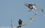 Black-chested snake eagles