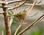 Goldcrest portfolio