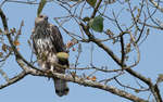 ChangeableHawk Eagle