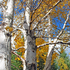 New Brunswick Autumn Foliage -  The Birches
