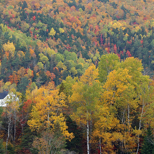 A country home in rural Albert County, New Brunswick amid autumn hues.