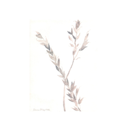 False Oat Grass