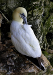 Gannet