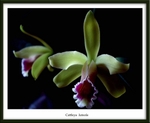 Cattleya luteola