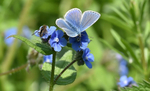 Common Blue