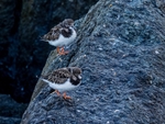 Turnstones