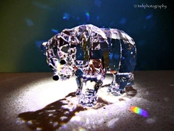 Crystal Bear.