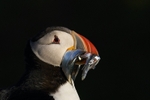 Atlantic Puffin