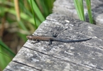 Common Lizard