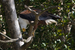 African Fish Eagle feeding