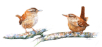 Pair of wrens
