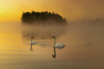 Early Foggy Morning at Lake Boora, County Offaly, Ireland.