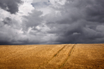Clouds over Wheat Field