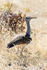 Kori Bustard