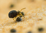 Sminthurinus igniceps