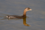 Pied Billed Grebe