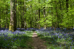 Footpath Through the Bells