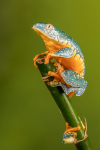 Fringed Leaf Frog