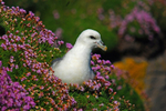 Fulmar