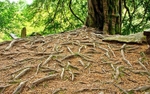 Grounds of Blarney Castle