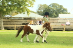 S34 - Rehabilitated Rescue Horse & Pony In Hand & Ridden portfolio