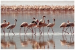 Procession of Lesser Flamingo