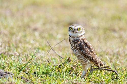 burrowing owl 1