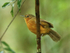 Dusky Antbird (female), Panama