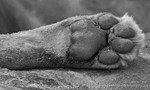 Lions paw