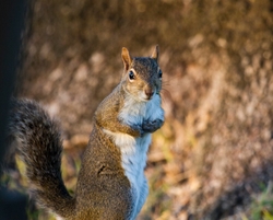 AnimalsCreatures _0025