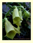 Digitalis grandiflora