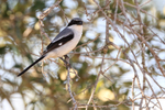 Loggerhead Shrike portfolio