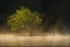 Tree, Heron & Mist