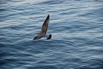 Flying Free