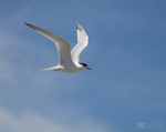 Sandwich Tern in flight