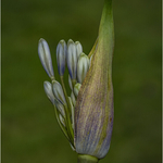 84 Agapanthus 3_