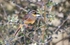 Cirl Bunting