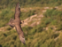 Arctic Skua showing upper wings in flight, Norway