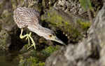 Juvenile Black Crowned Night Heron