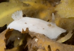Jorunna tomentosa