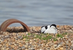 Avocet