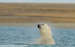 Polar bear taking his morning bath