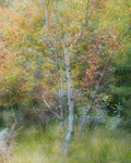 AN IMAGE A DAY portfolio