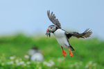 Atlantic Puffin about to land, Farne Islands