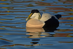 Eider