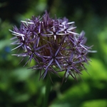 Allium Christophii