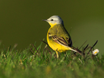 Channel Wagtail in late afternoon sun at Farmoor