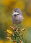 Whitethroat 3